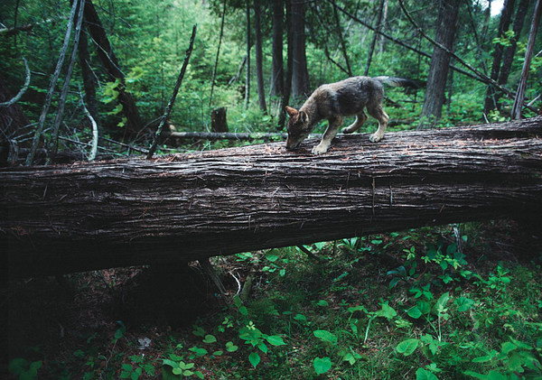 med_25-Welpe entdeckt die Welt.jpg (600 x 421)